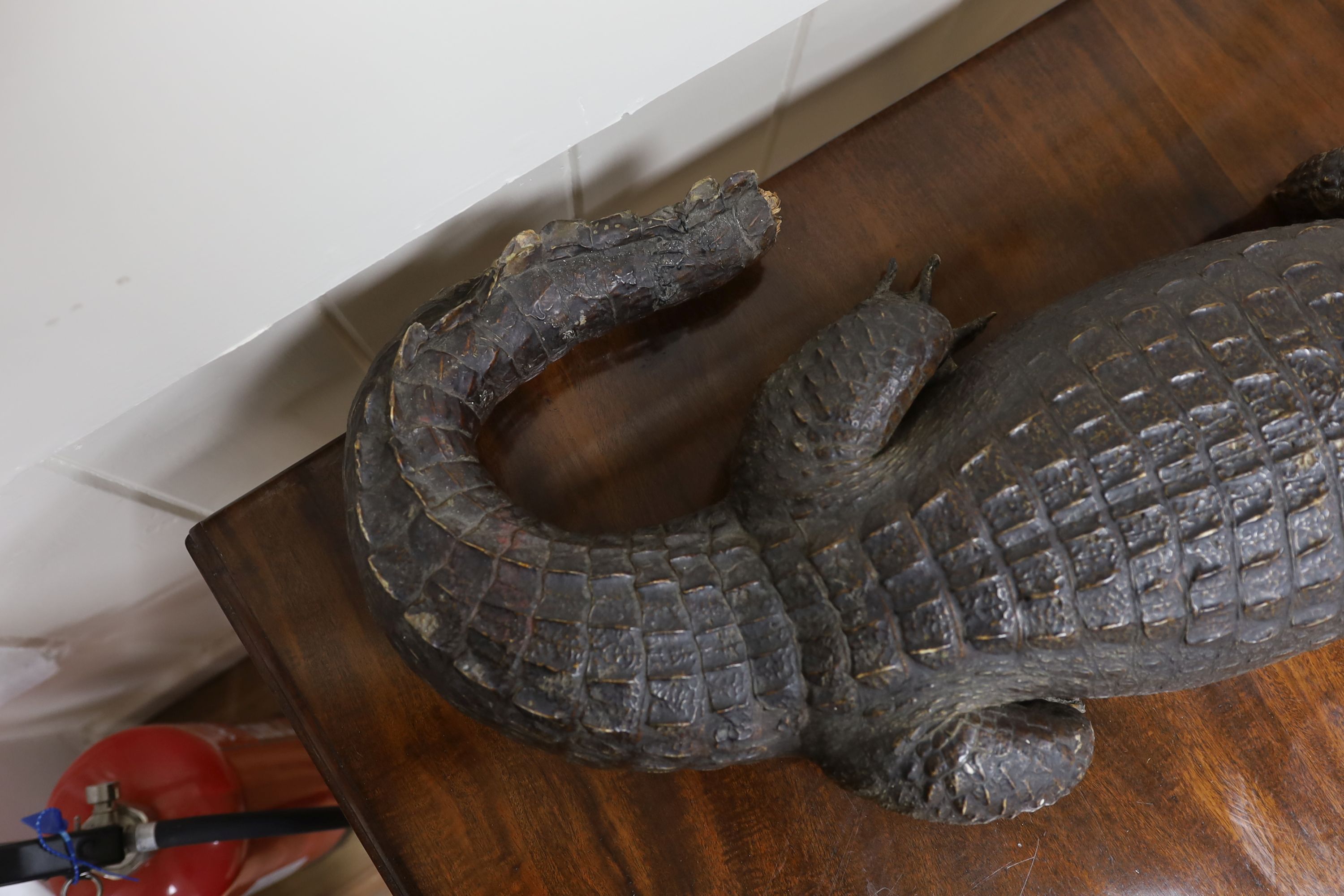 A taxidermy late 19th century Nile crocodile, approximately 92cm long